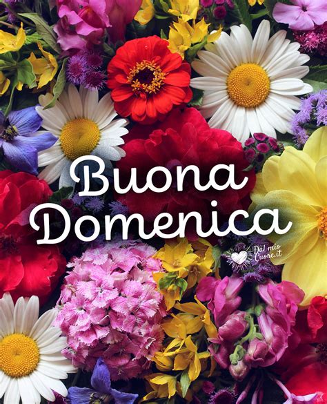 buona domenica fiori